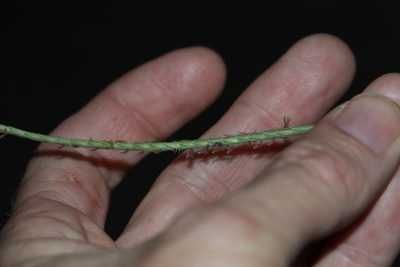 Eremochloa bimaculata, photographed by Greg Tasney