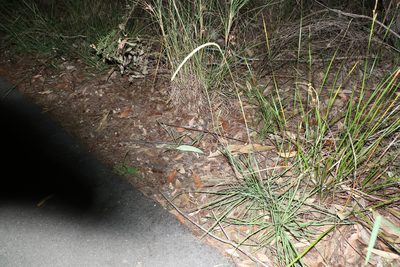 Eremochloa bimaculata, photographed by Greg Tasney