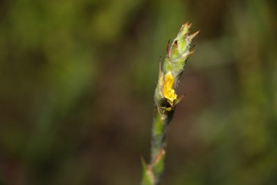 Philydrum lanuginosum, photographed by Greg Tasney