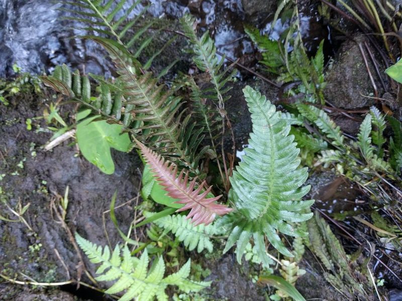 Blechnum appendiculatum, photographed by Kevin Faccenda