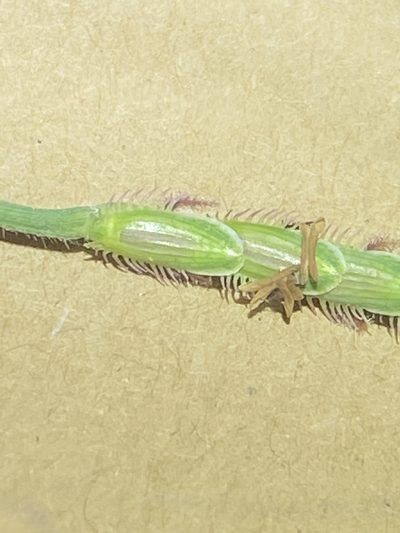 Eremochloa bimaculata, photographed by Greg Tasney