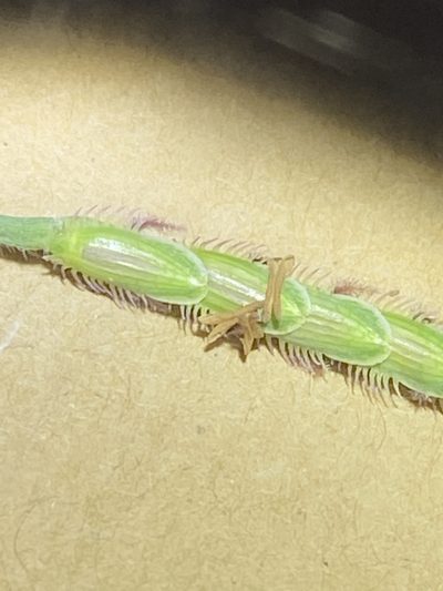 Eremochloa bimaculata, photographed by Greg Tasney
