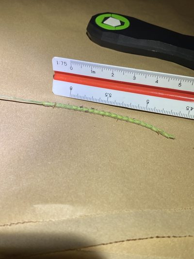 Eremochloa bimaculata, photographed by Greg Tasney