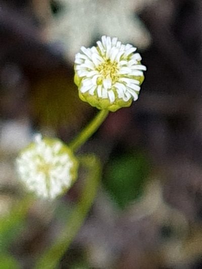 Lagenophora cuneata, photographed by gnapp