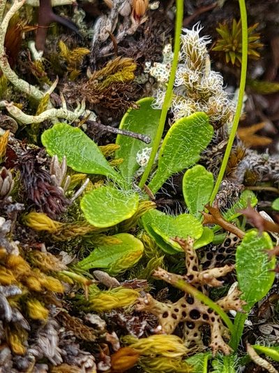 Lagenophora cuneata, photographed by gnapp