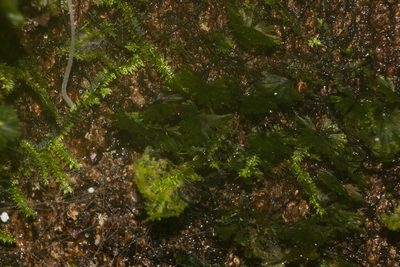 Crepidomanes parvulum, photographed by Kevin Faccenda