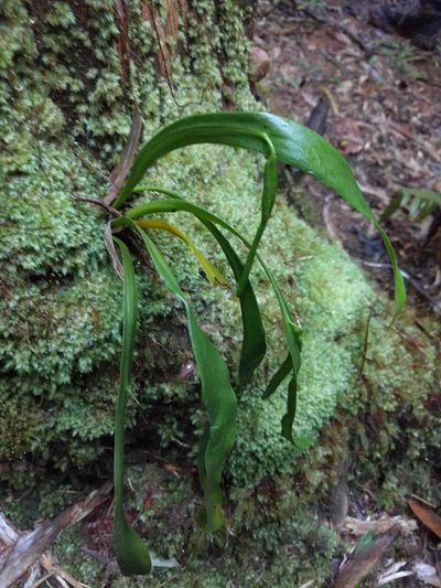 Ophioderma falcatum, photographed by Kevin Faccenda