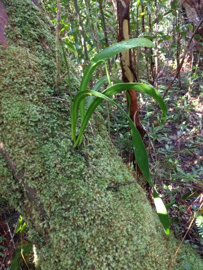 Ophioderma falcatum, photographed by Kevin Faccenda