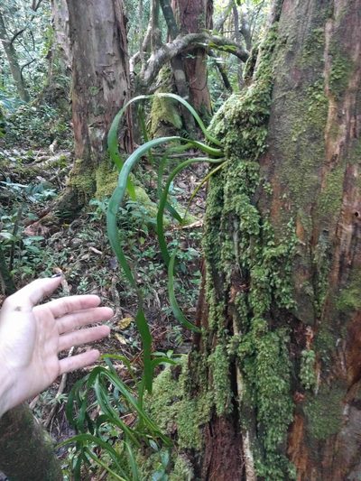 Ophioderma falcatum, photographed by Kevin Faccenda