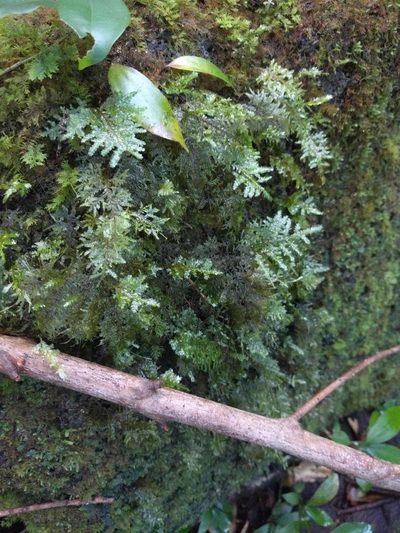 Homaliodendron flabellatum, photographed by Kevin Faccenda