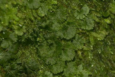 Crepidomanes parvulum, photographed by Kevin Faccenda