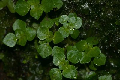 Pilea peploides, photographed by Kevin Faccenda