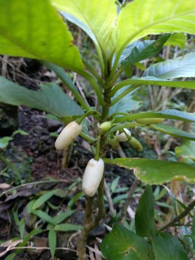 Cyrtandra grandiflora, photographed by Kevin Faccenda