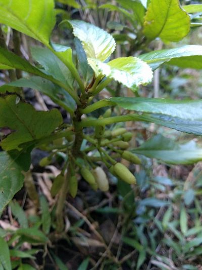 Cyrtandra grandiflora, photographed by Kevin Faccenda