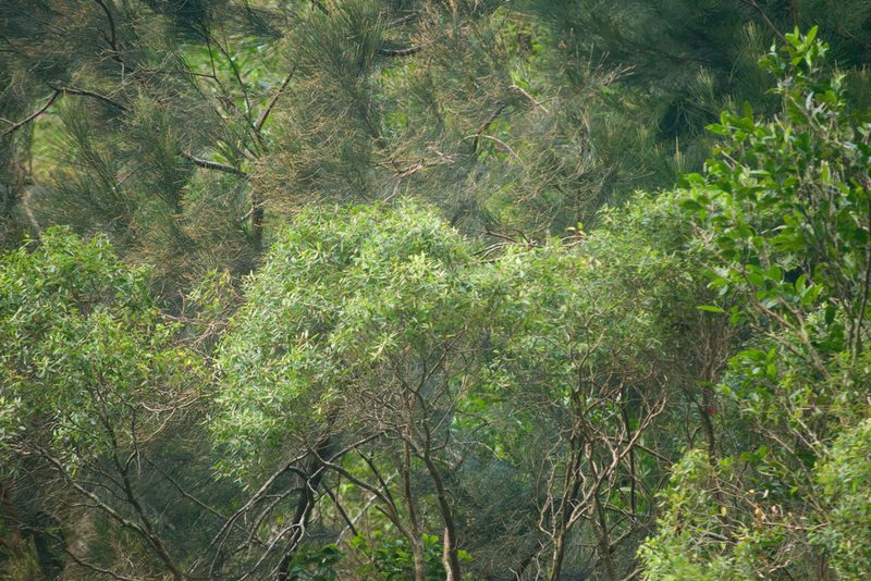 Metrosideros tremuloides, photographed by Kevin Faccenda
