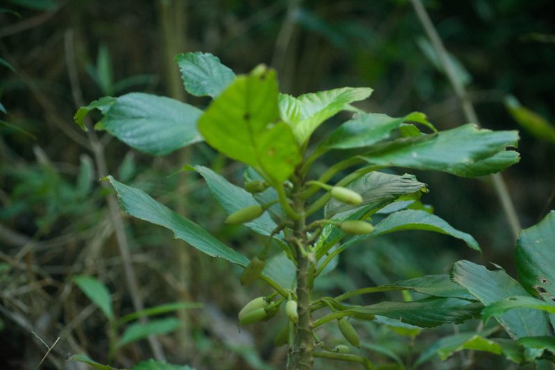 Cyrtandra grandiflora, photographed by Kevin Faccenda