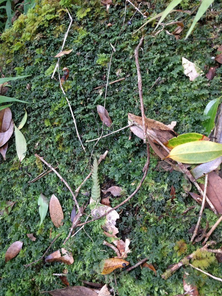 Crepidomanes draytonianum, photographed by Kevin Faccenda