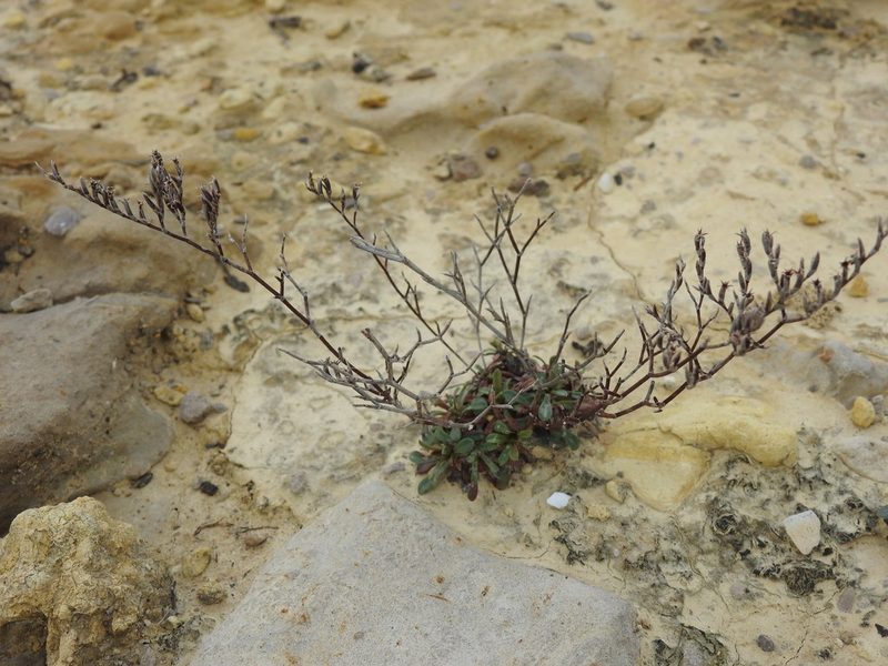 Limonium virgatum, photographed by Duarte Frade