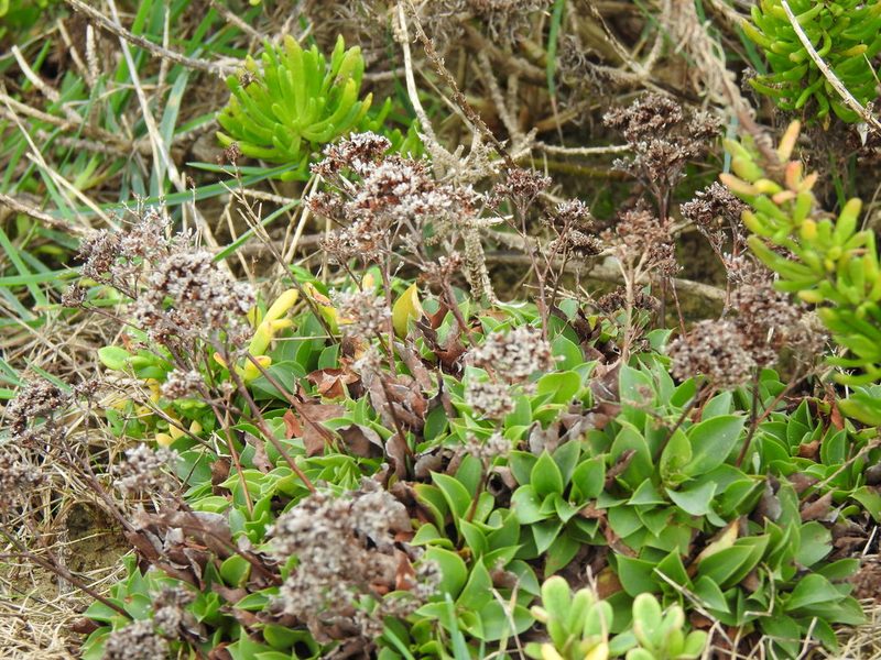 Limonium auriculifolium, photographed by Duarte Frade
