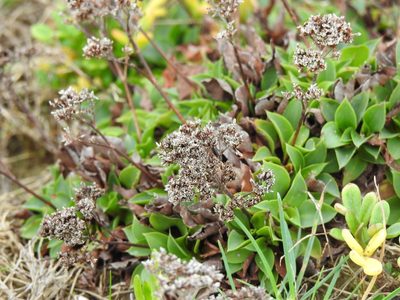 Limonium auriculifolium, photographed by Duarte Frade