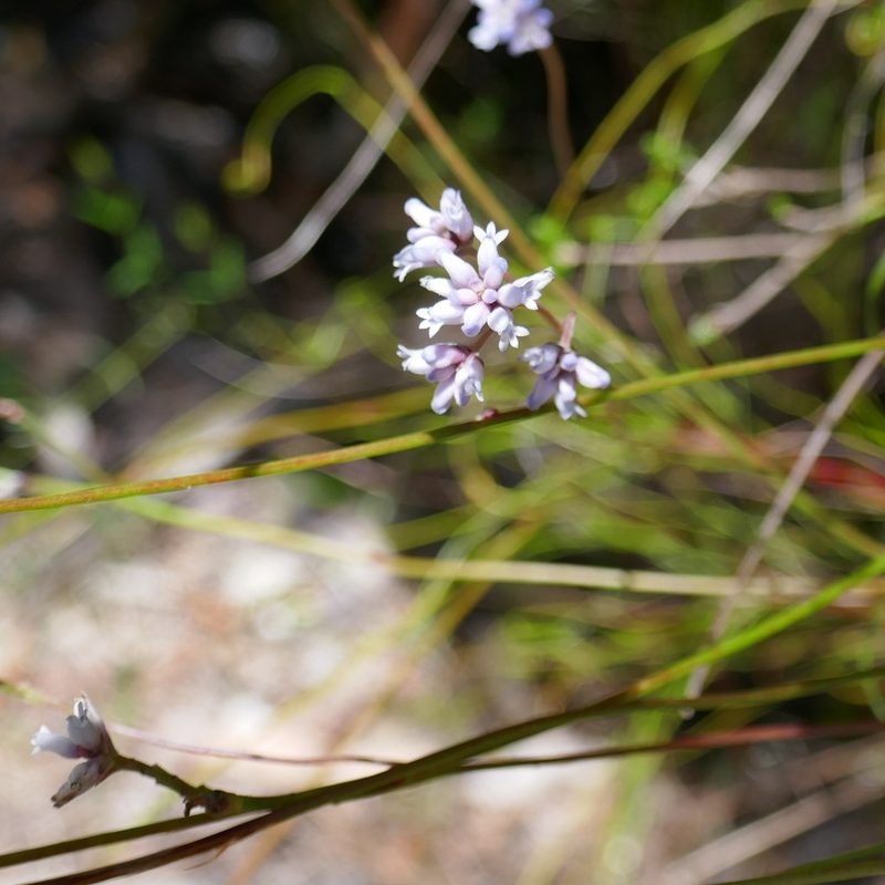 Conospermum tenuifolium, photographed by Gary Williams