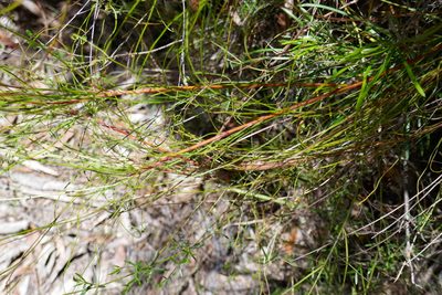 Conospermum tenuifolium, photographed by Gary Williams