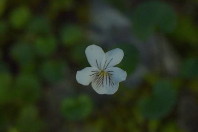 Viola filicaulis, photographed by Christopher Stephens