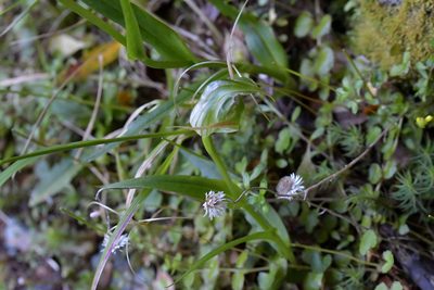 Pterostylis australis, photographed by Christopher Stephens