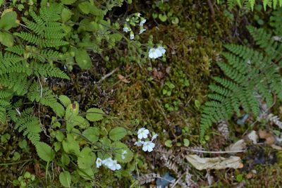 Ourisia crosbyi, photographed by Christopher Stephens