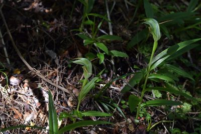 Pterostylis australis, photographed by Christopher Stephens