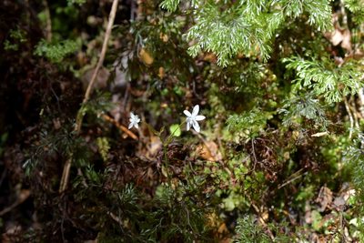 Libertia micrantha, photographed by Christopher Stephens