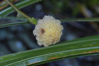 Craspedia uniflora, photographed by Christopher Stephens