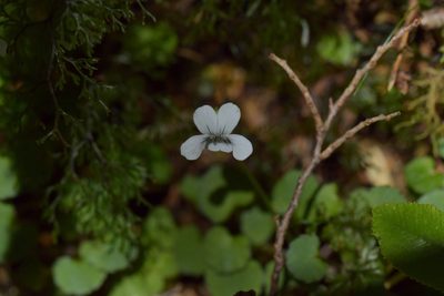 Viola filicaulis, photographed by Christopher Stephens
