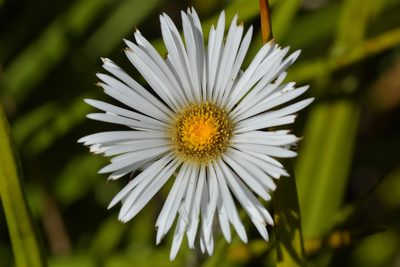 Celmisia petriei, photographed by Christopher Stephens