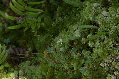 Aporostylis bifolia, photographed by Christopher Stephens