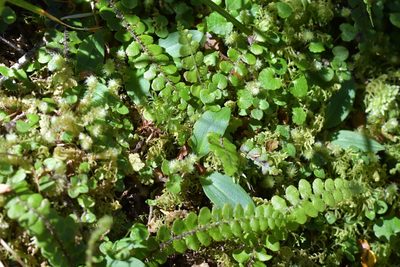 Chiloglottis cornuta, photographed by Christopher Stephens