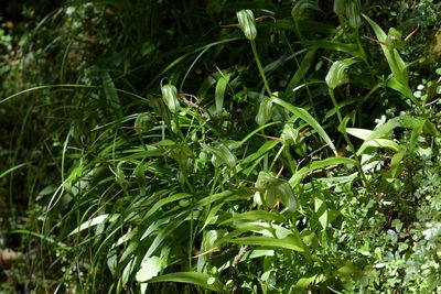 Pterostylis australis, photographed by Christopher Stephens
