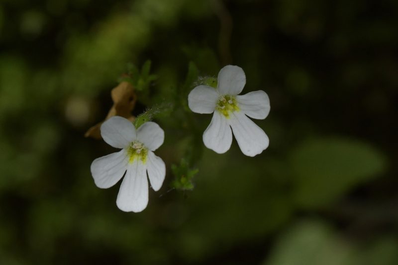 Ourisia crosbyi, photographed by Christopher Stephens