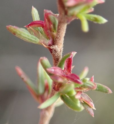Cliffortia ramosissima, photographed by Nicola van Berkel