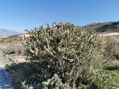 Austrocylindropuntia subulata, photographed by Thor-Rune Hansen
