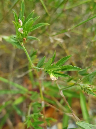 Stylosanthes humilis, photographed by pbsg