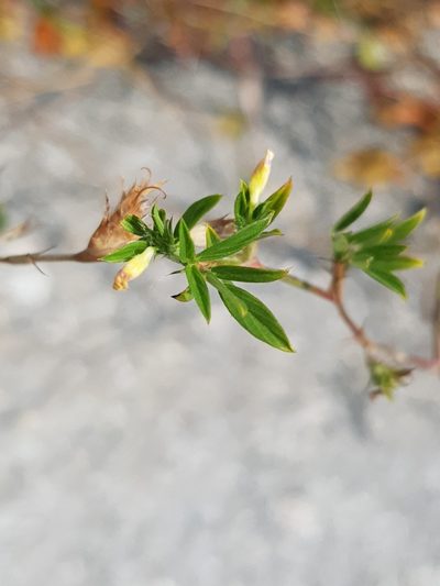 Stylosanthes humilis, photographed by pbsg