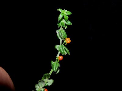 Galium hypocarpium, photographed by Manuel Roncal