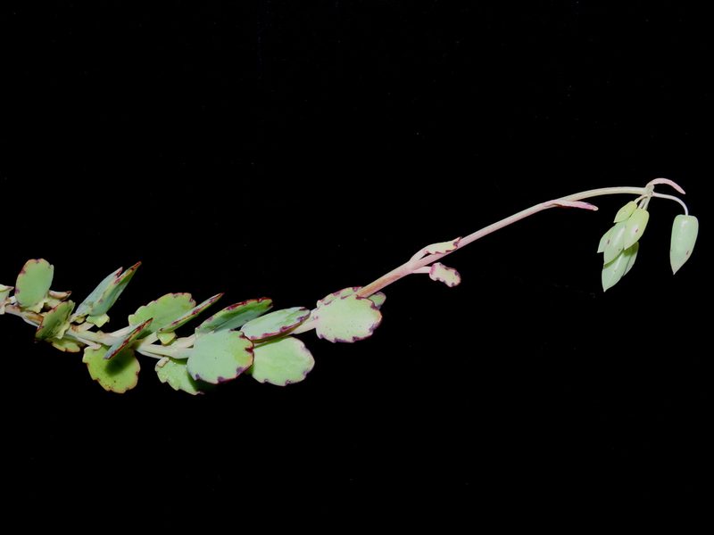 Kalanchoe laxiflora, photographed by Manuel Roncal