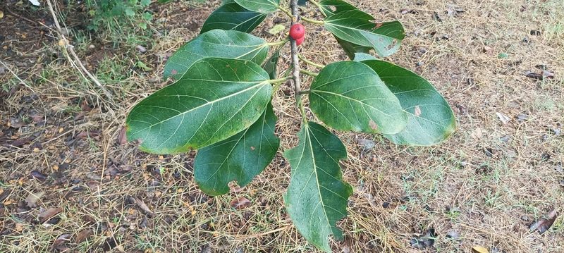 Ficus benghalensis, photographed by Ramnarayan K