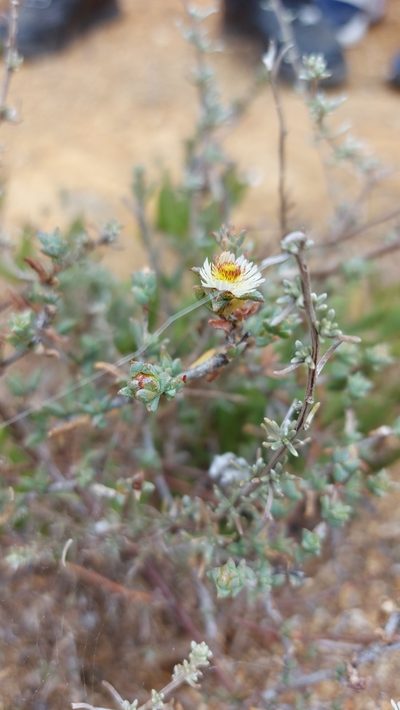 Erepsia hallii, photographed by Jacques van der Merwe