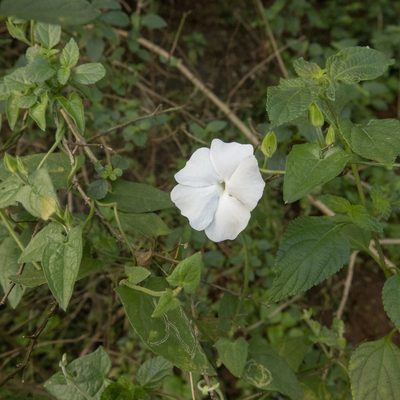 Thunbergia fragrans, photographed by Paulmathi Vinod