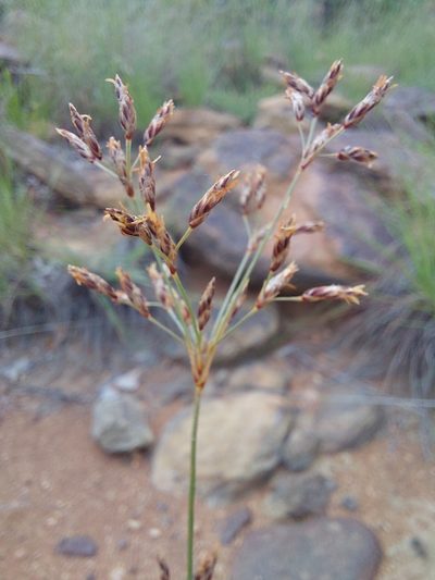Bulbostylis burchellii, photographed by Manuel R Popp