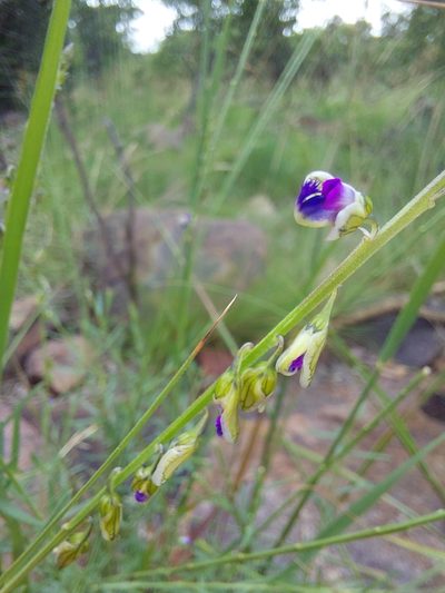 Polygala producta, photographed by Manuel R Popp