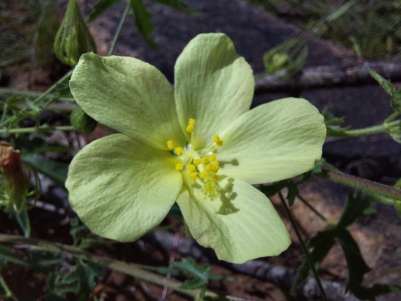 Pavonia transvaalensis, photographed by Manuel R Popp